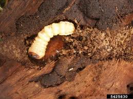 Attēlu rezultāti vaicājumam “Aromia moschata”