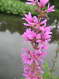 Attēlu rezultāti vaicājumam “Lythrum salicaria flower”