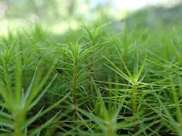 Attēlu rezultāti vaicājumam “Dicranum polysetum sporophyte”