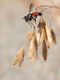 Attēlu rezultāti vaicājumam “Cylindromyia sp.”