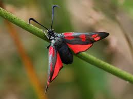 Attēlu rezultāti vaicājumam “Zygaena filipendulae”