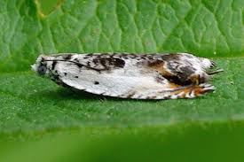 Attēlu rezultāti vaicājumam “Ancylis laetana”