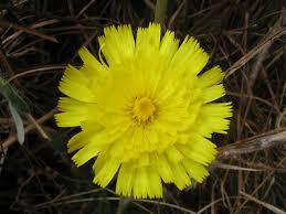 Attēlu rezultāti vaicājumam “Pilosella officinarum flower”