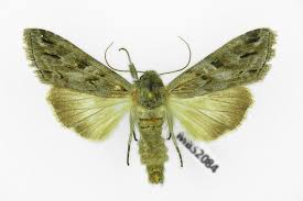 Attēlu rezultāti vaicājumam “Cucullia fraudatrix”