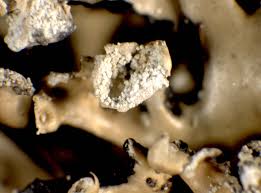 Attēlu rezultāti vaicājumam “Hypogymnia vittata”