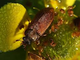 Attēlu rezultāti vaicājumam “Byturus ochraceus”