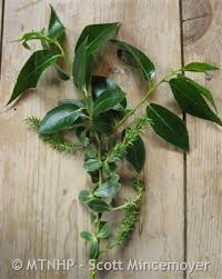 Attēlu rezultāti vaicājumam “Salix pentandra leaf”