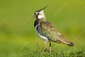 Attēlu rezultāti vaicājumam “Vanellus vanellus adult”