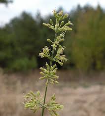 Attēlu rezultāti vaicājumam “Silene borysthenica flower”