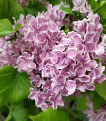 Attēlu rezultāti vaicājumam “Syringa vulgaris flower”