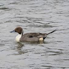 Image result for Anas acuta