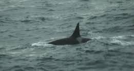Image result for Orcinus orca