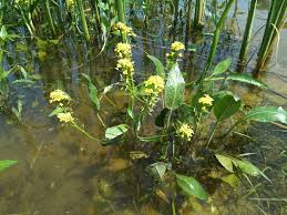 Attēlu rezultāti vaicājumam “Rorippa amphibia”