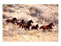 Mustang Horses