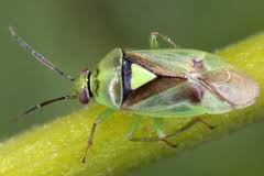 Attēlu rezultāti vaicājumam “Orthops campestris”