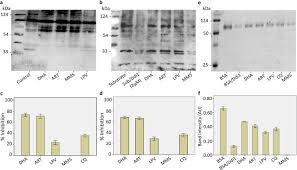 Attēlu rezultāti vaicājumam “Dianema depressum plasmodium”