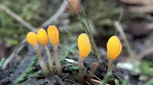 Attēlu rezultāti vaicājumam “Mitrula paludosa”