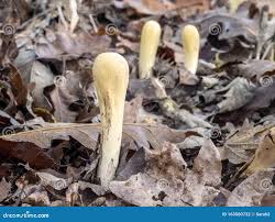 Attēlu rezultāti vaicājumam “Clavariadelphus pistillaris”