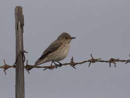 Attēlu rezultāti vaicājumam “Muscicapa striata”