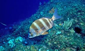 Image result for Diplodus cervinus
