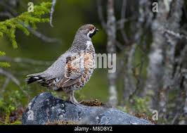 Attēlu rezultāti vaicājumam “Bonasa bonasia eggs”