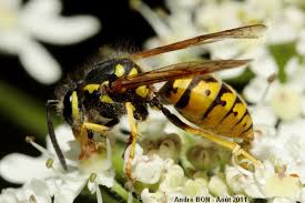 Attēlu rezultāti vaicājumam “Vespula germanica male”