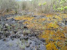 Attēlu rezultāti vaicājumam “Drepanocladus polygamus”