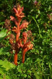 Attēlu rezultāti vaicājumam “Orobanche elatior bud”