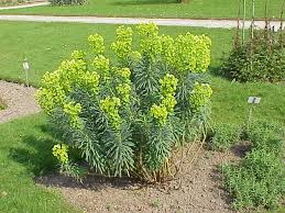 Image result for Wolfsmilch