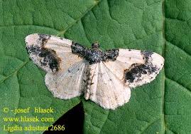 Attēlu rezultāti vaicājumam “Ligdia adustata”