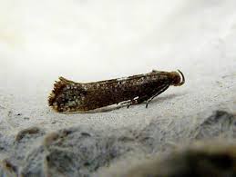 Attēlu rezultāti vaicājumam “Acrolepiopsis assectella”