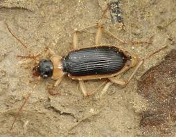 Attēlu rezultāti vaicājumam “Nebria livida”