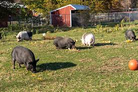 Bildresultat för pigs
