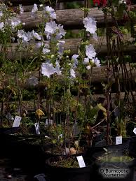 Attēlu rezultāti vaicājumam “Malva moschata alba flower”