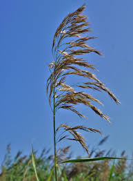 Attēlu rezultāti vaicājumam “Phragmites communis flower”