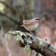 Image result for Luscinia calliope