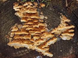 Attēlu rezultāti vaicājumam “Antrodia serialis”