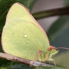 Attēlu rezultāti vaicājumam “Colias palaeno upperside”