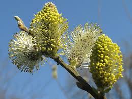 Attēlu rezultāti vaicājumam “Salix cinerea male flower”