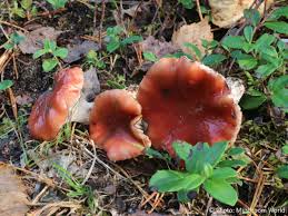 Attēlu rezultāti vaicājumam “Gomphidius roseus”