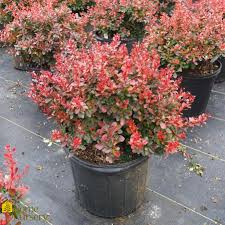 Attēlu rezultāti vaicājumam “Berberis thunbergii”