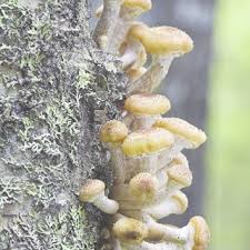 Attēlu rezultāti vaicājumam “Diderma ochraceum young”