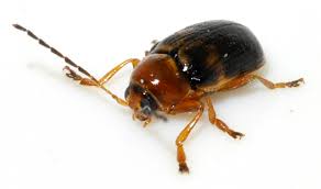 Attēlu rezultāti vaicājumam “Cryptocephalus pusillus”