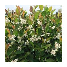 Attēlu rezultāti vaicājumam “Aronia melanocarpa”