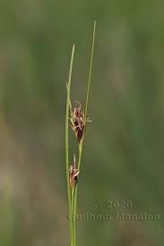 Attēlu rezultāti vaicājumam “Rhynchospora fusca”