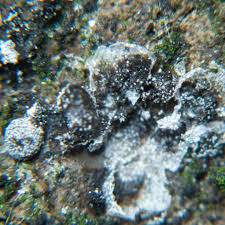 Attēlu rezultāti vaicājumam “Physarum pseudoalexandrowiczii”