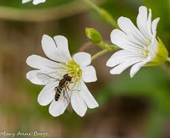 Attēlu rezultāti vaicājumam “Cerastium arvense flower”