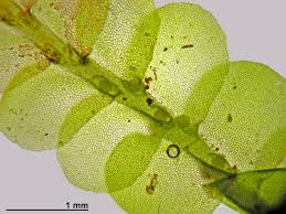 Attēlu rezultāti vaicājumam “Chiloscyphus pallescens”