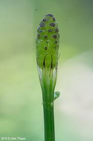 Attēlu rezultāti vaicājumam “Equisetum palustre”