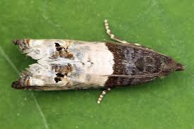 Attēlu rezultāti vaicājumam “Notocelia roborana”